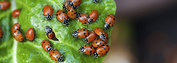 ladybugs on a chard leaf Insectes en realite augmentee sur appareil mobile sur Google