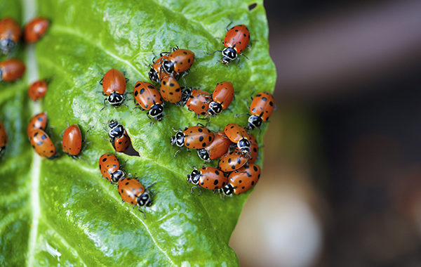 Découvrez les insectes en réalité augmentée