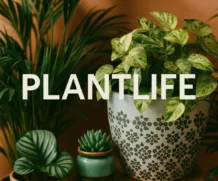 Plantlife : nouvelle application mobile destinée aux amoureux de la feuille