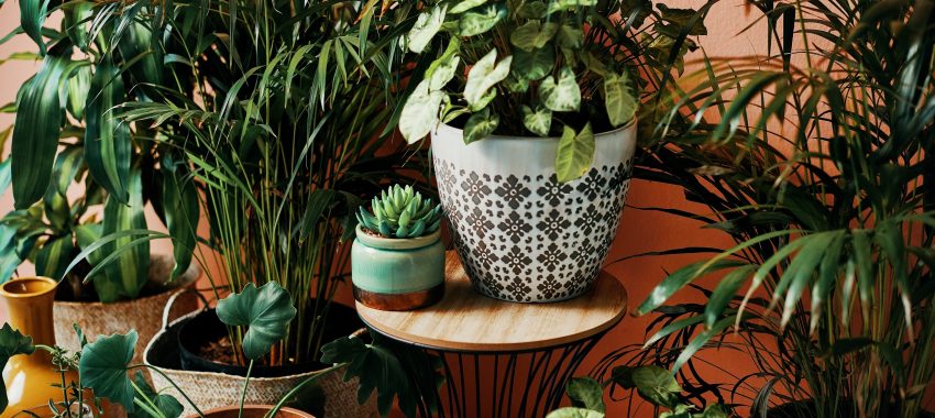 Plantlife : nouvelle application mobile destinée aux amoureux de la feuille