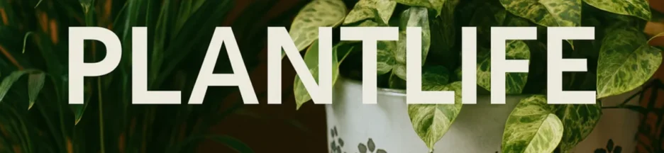 Plantlife, application ressemblant au reseau social TikTok dediee aux plantes