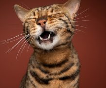 Japon : l’application Cat Pain Detector mesure la douleur de votre chat 