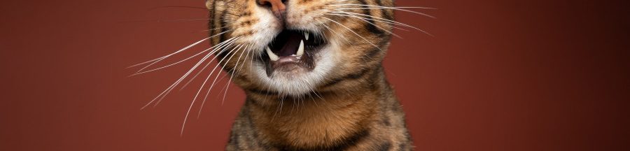 Un chat qui semble se plaindre de douleurs, choses que l’application Cat Pain Detector peut identifier.