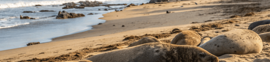 Des éléphants de mer