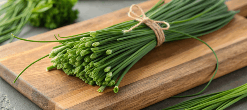 Herbes résistantes au froid : astuces de plantation