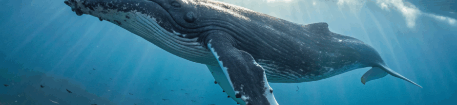 une baleine à bosse