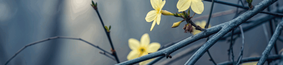 Le jasmin d'hiver (une des fleurs d’hiver)