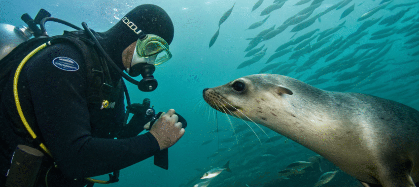 Phoque joueur : rencontre d’un plongeur en Californie