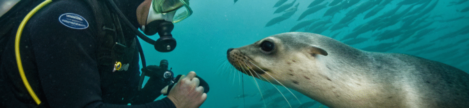 Un plongeur nouant un lien rare avec un phoque joueur