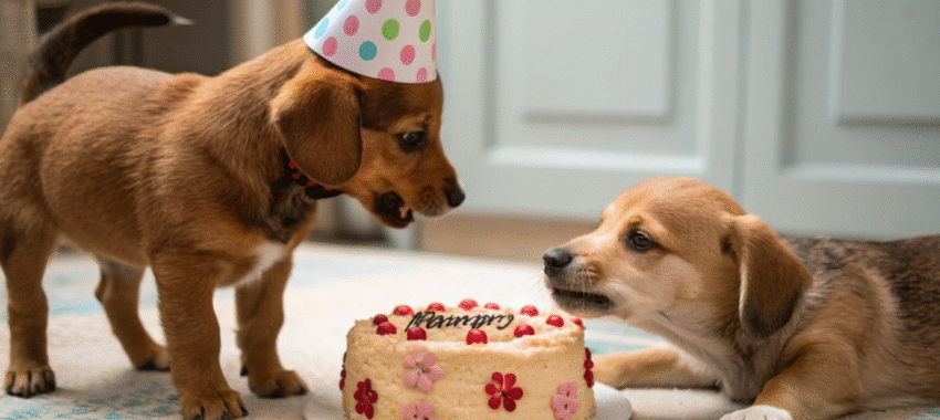 Chienne déterminée : son gâteau sous protection