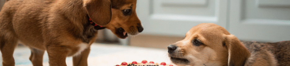 une petite chienne qui défend son gâteau d’anniversaire