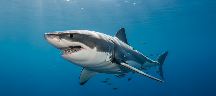 Films de requins : adrénaline sur PlayVOD