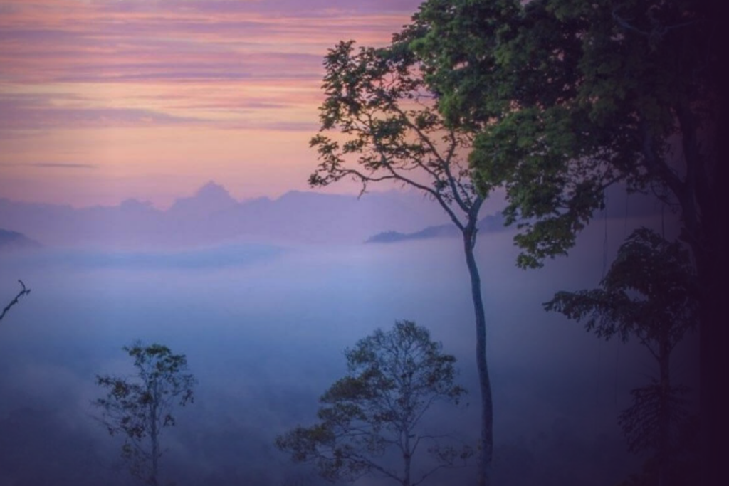 Scène du documentaire Poumon Vert et Tapis Rouge