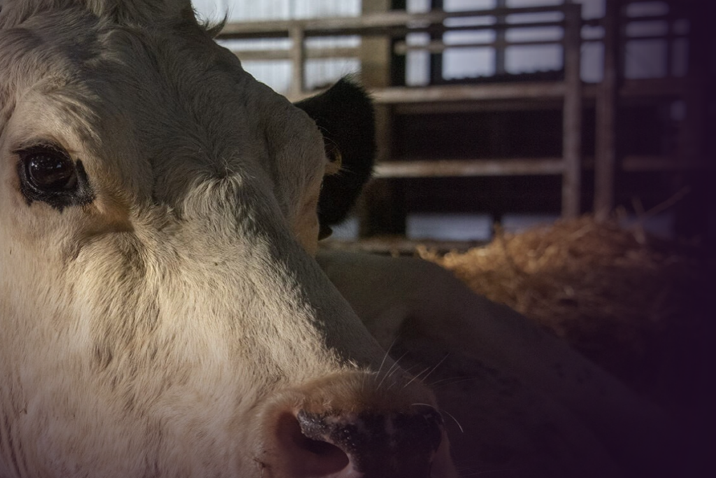 Affiche du documentaire Cow