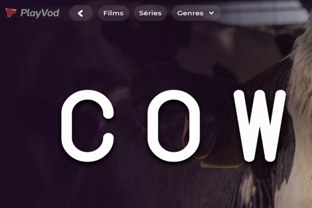 Le documentaire Cow sur PlayVOD