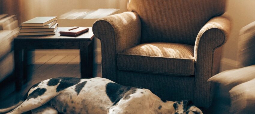 The Friend : un dogue allemand dans un drame salué