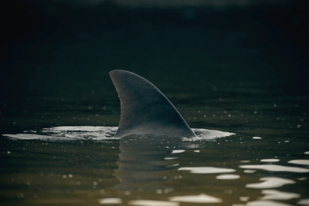 Aileron de requin émergeant à la surface d'une eau trouble